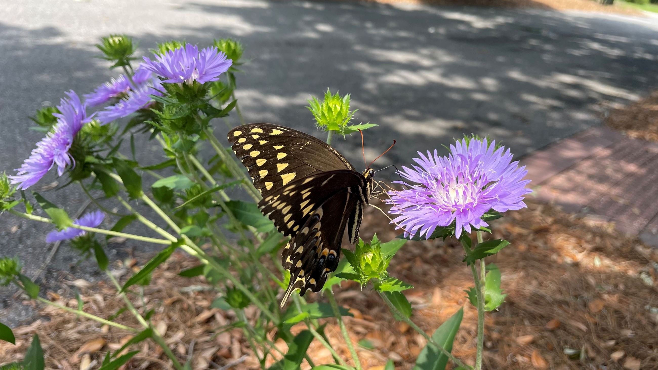 Native Plant picture 1